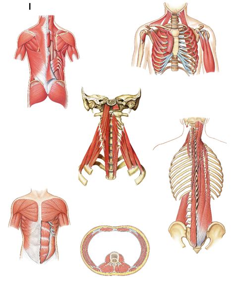 Knes 191a Lab Practical 1 Vertebral And Abdominal Muscles Diagram