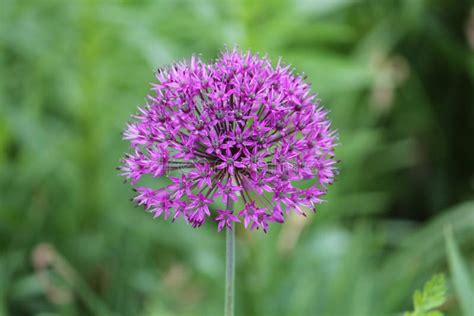 Fleur Violette De L Oignon Ornemental Allium Aflatunense Closeup Photo