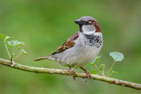 Moineau domestique : son mode de vie