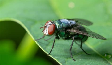 This Amazingly Simple Trick Will Keep Flies Out Of Your Home The