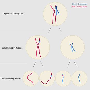 Crossing Over Chromosomal Crossover Y Chromosome Meiosis Harrison