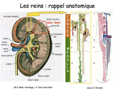 Histologie rénale Flashcards Quizlet