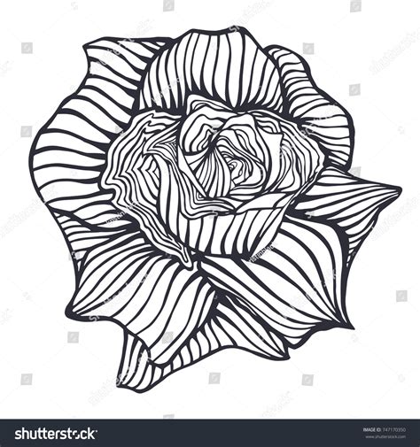 Rose Flower Handdrawing Vector Illustration Sketch Vector De Stock