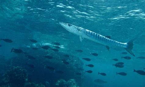 Blackfin Barracuda (Endemic Marine Fish of Hawaii) · iNaturalist.org