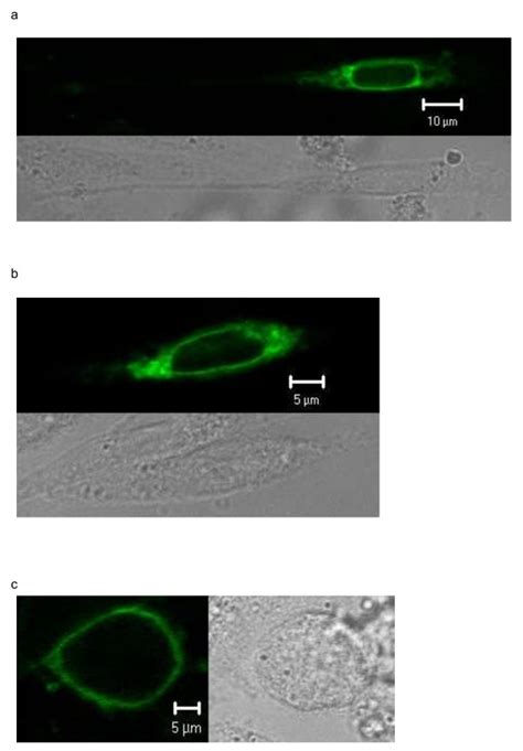 Transiently Transfected Cho K1 Cells Expressing The Snap Tag Darc