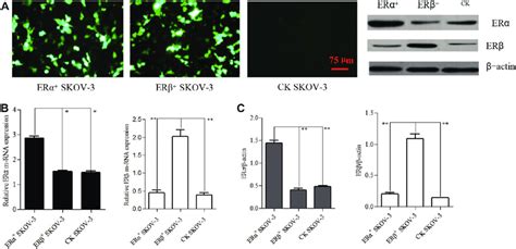 Over Expression Of Estrogen Receptors Ers In Skov Human Ovarian