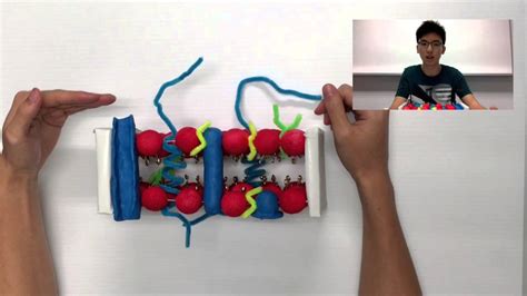 Cell Membrane Model Project Ideas