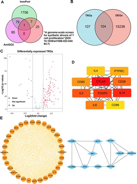 Frontiers T Cell Proliferation Related Genes Predicting Prognosis