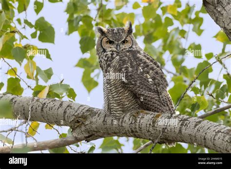 North America United States Montana Wildlife Birds Birds Of Prey