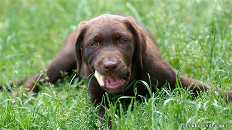 Chocolate Lab Wallpaper 1920x1080 74576