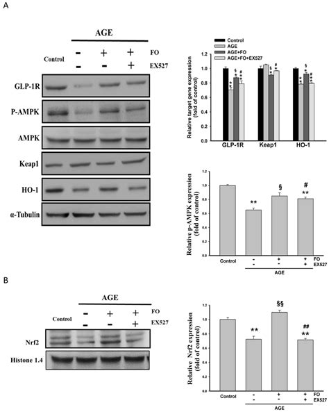 The Effects Of Fucoidan On Nrf2 Activation And The Expression Of