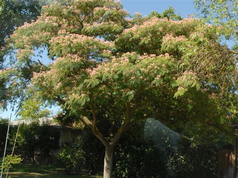 Albizia Julibrissin Mimosa Persian Silk Tree Pink Silk Tree Silk Tree North Carolina