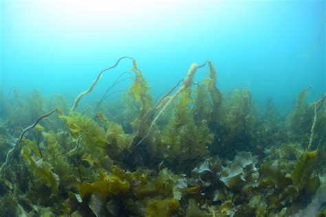 A bright future: Why Arctic kelp forests may benefit from decreasing ...
