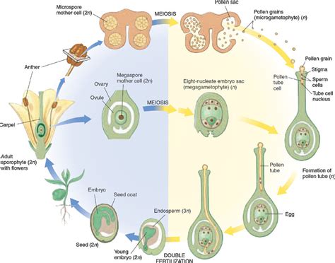 Angiosperm Life Cycle Diagram