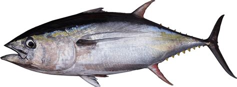 Tuna Png Images 200