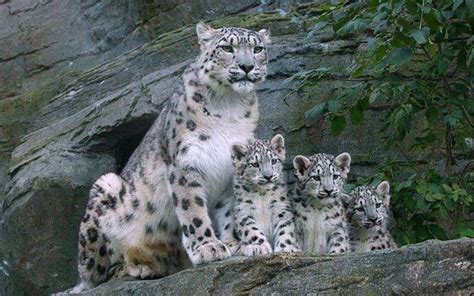 Snow Leopard Family: Warm Winter - Breaking News & Top Stories - Latest ...