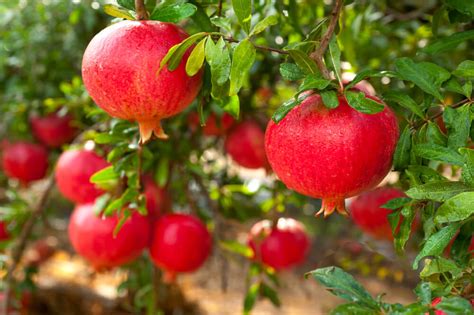 20 Fruit Trees That Grow In Shade 🍎 Theyll Surprise You