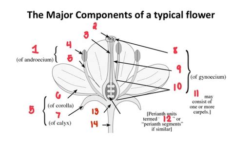 BIO421L Angiosperms Flashcards Quizlet