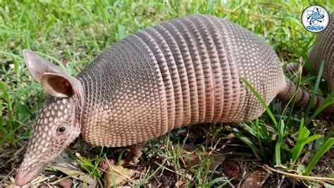 Así Fue Como Los Armadillos Revelaron Que La Bacteria De La Lepra Es Capaz De Regenerar órganos