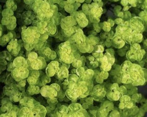 Marjoram Golden Perreault Nurseries