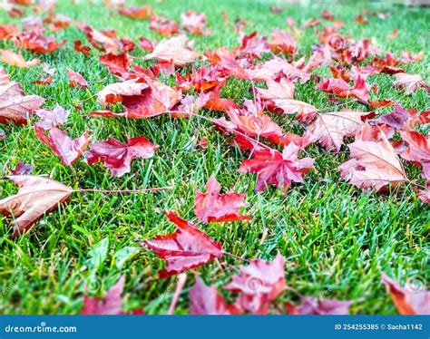 Autumn Background Red Maple Leaves Lie On The Grass Stock Image