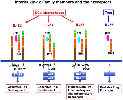 Main characteristics of members of the IL-12 family. IL-12, IL-23 and ...