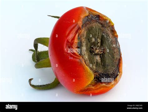 Tomato Fruit Affected By Blackened Fruit End Due To Blossom End Rot