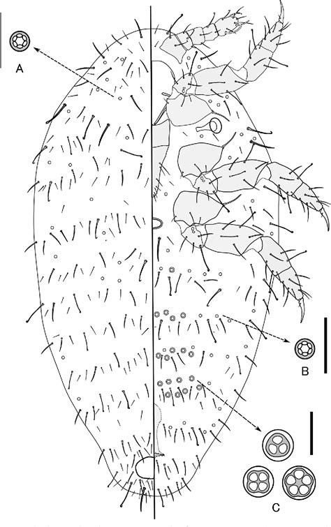 Figure 3 from A new genus and species of Rhizoecidae (Hemiptera, Sternorryncha, Coccomorpha ...