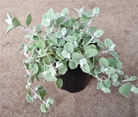 Helichrysum Licorice 6 Pot Licorice Plant Native Garden Hello