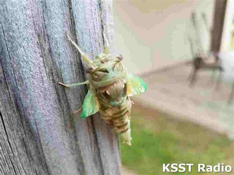 Texas Cicada - Ksst Radio