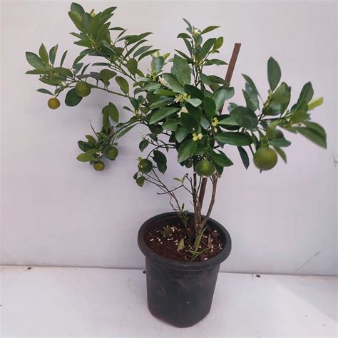 Calamondin orange ( Mini Orange Plant) - NurseryBuy