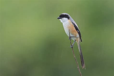 Long-tailed Shrike – Birds of Singapore