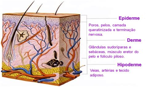 Sistema Tegumentar Anatomia I Nbkomputer