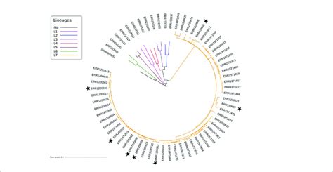 Maximum Likelihood Phylogenetic Tree Of Mtbc Genomes Including