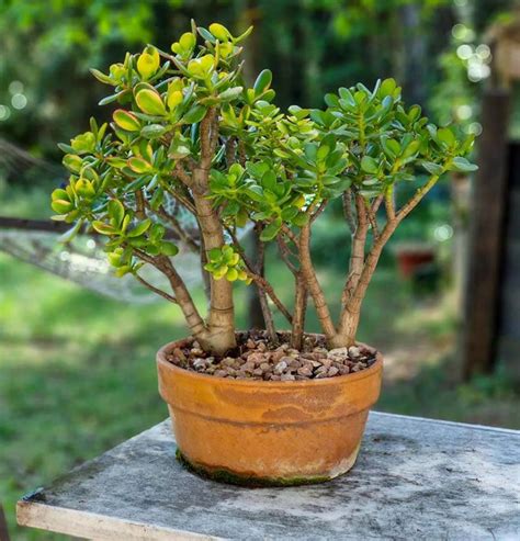 Descubre Los Secretos Para Regar Una Crassula Adecuadamente