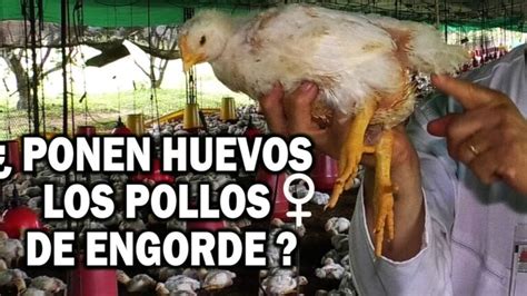 Cómo nacen los pollitos de engorde Todo Engorda