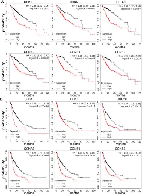 Contributions Of Cdk Cdk Cdc Ccna Ccnb And Ccnb Mrna