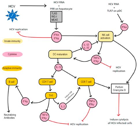 Cells Free Full Text Hepatitis C Virus Infection Hostvirus