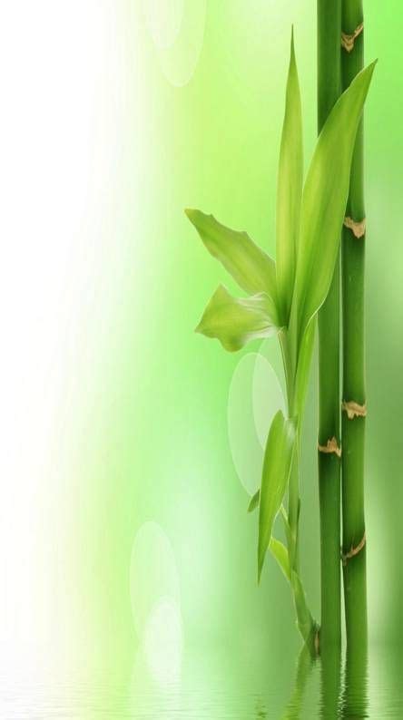 Green Bamboo Bamboo Wallpaper Plant Wallpaper Green Wallpaper