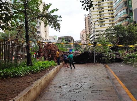 Árvore centenária cai em rua de Niterói na madrugada deste domingo