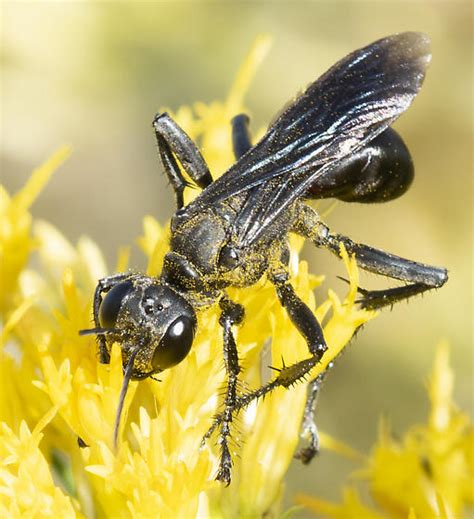 Wasp ID Prionyx BugGuide Net