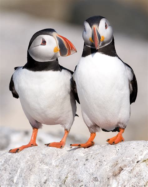 Two Puffins | Audubon Project Puffin