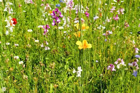 Cu Ntas Especies De Plantas Hay En El Mundo