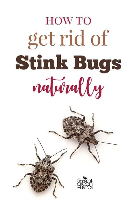 How To Get Rid Of Stink Bugs Naturally Five Spot Green Living