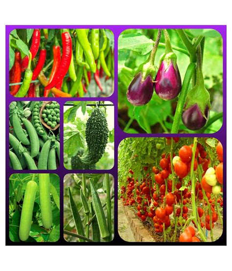 Buy Vegetable Seeds combo - 7 Variety - 65 + seed with Instruction Manual Online at Best Price ...