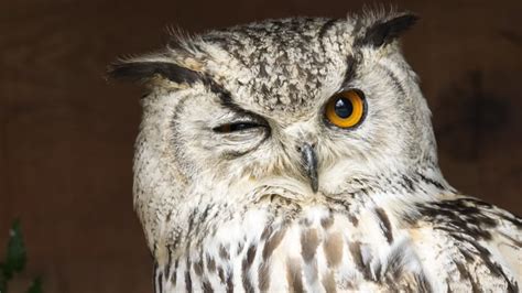 15 Facts About Owls