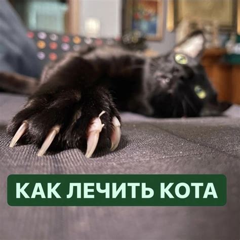 Однажды мой кот повесил хвост (физически хвост упал и не шевелится) и ...