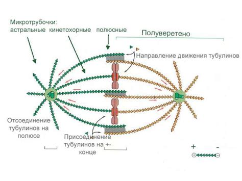 Введение в клеточную биологию - презентация онлайн