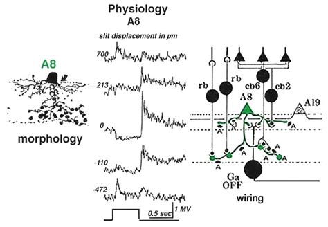 Figure 17 [summary Diagram Of The A8 Amacrine Cell ] Webvision Ncbi Bookshelf