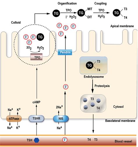 Etx Adrenal Ch8 Fig1 Endotext